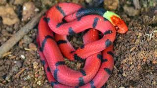 Rare Red Eye Tree Snake Herping Costa Rica - Check it Out!