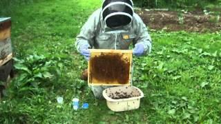 European Union Pilot Surveillance Programme for Honey Bee Health