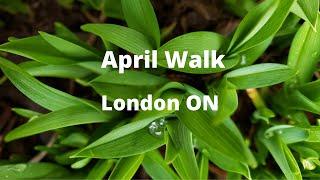 Springtime Walk in London Ontario #spring #walkthrough #ontario