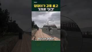 든든하다 든든해! 댕댕이가 강풍 뚫고 달려간 이유