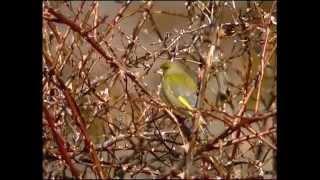 Grönfink / Chloris chloris / European Greenfinch  / ljud-sound