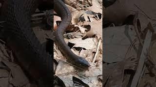 Magnificent Northern Water Snake #Shorts