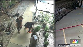 Fort Worth police looking for thieves who stole trees from garden center | NBCDFW