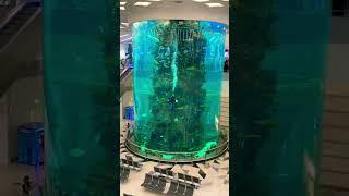 One of the biggest fish tank tower | jeddah airport