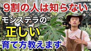 【2年後必ず困ります】モンステラを放置している方は必ず見てください　　【カーメン君】【園芸】【ガーデニング】【剪定】
