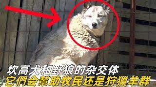 坎高犬和野狼的杂交体，它们会帮助牧民看护羊群还是会狩猎羊群呢？#牧羊犬 #坎高犬 #狼群  #牧民生活 #狼