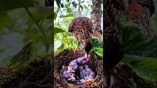 Why do birds eat their babies' poop #shorts #birds #facts