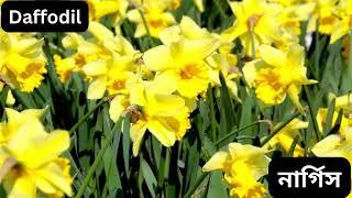 ২০টি ফুলের নাম ইংরেজি এবং বাংলায় Sona monider patshala #kidslearning