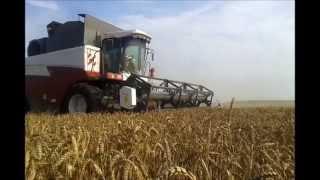 Wheat Harvest 2014 Lithuania - Acros 560