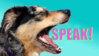 Easy, Dog Trick: How to Teach your Dog to Speak or Bark When you Ask.