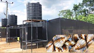 Mega Snail greenhouse setup| Modern Snail farming technology | Commercial snail production