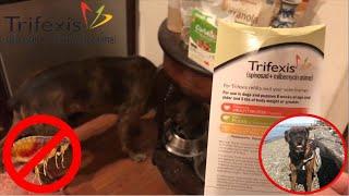 Trifexis Flea Medication Review | How To Treat Pets With Fleas