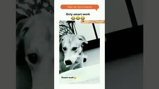 Smart dog#mydog #short #shortsfeed #funnydogs #maipm #thepetvision #allaboutpets #ytshorts #ytfun