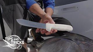 Gill and Gutting Bluefin Tuna - Care for Your Catch on the Water