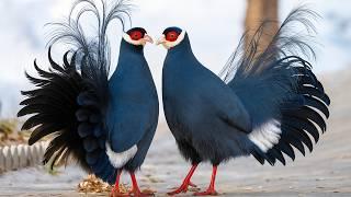 Meet the Most Beautiful Birds in China — Rare, Royal, and Radiant