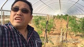 Moringa Tree Production under High Tunnel