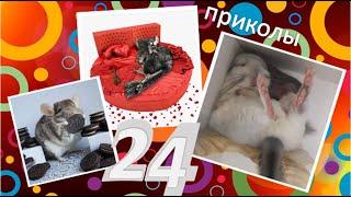 Лучшие приколы про ШИНШИЛЛ! Смешные ШИНШИЛЛЫ! Funny chinchillas#24