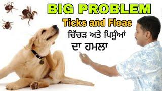 BIG PROBLEM TICKS AND FLEAS