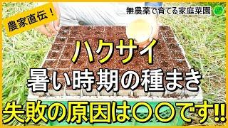 【白菜栽培】種まきは早すぎも遅すぎもダメ！苗作りのコツ【有機農家直伝！無農薬で育てる家庭菜園】　24/8/24