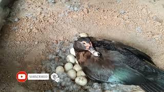 Battakh ||China Hans || muscovy duck