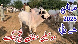 Today domail mandi 2024 latest update ll part 1 ll tahli adda mandi  ll jamil  tv ll