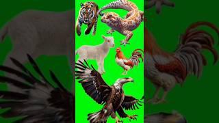 Large Animals stampede shorts#animals #greensreen #chromakey #shortsvideo # viral