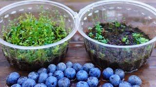 🟣How to grow Blueberries Plants  from Bought Blueberries