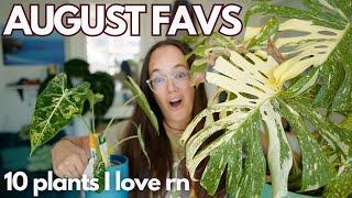 Top 10 August Plant Favourites - aroids, Hoya, Begonia | Plant with Roos