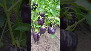 Purple bell peppers #shorts