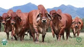  RAZA BRAHMAN ROJO EN COLOMBIA   HACIENDA EL CUCHARO 