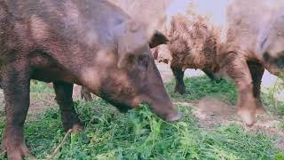 Holistic Pig Farming at Highland Castle Farms