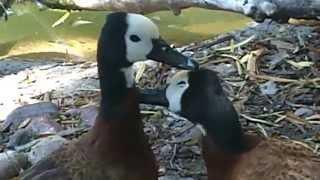 White-Faced Whistling Ducks