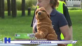 Állati küldetés – ZTV Híradó 2024-10-09