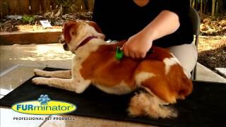 FURminator deShedding Informatin Video