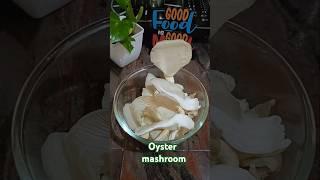 Oyster mashroom #shorts #shortsfeed #shortsviral #mashroom #oyster