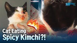 What Kind of Cat Life it is if I Can't Have Kimchi!!!