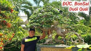 BonSai Duối Quái Nghệ Thuật "Hoàng Anh Mộc" Hải Châu Me. Vườn Cây Cảnh Em Đức Quy Nhơn #0976161715.