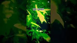 MB Sabbir