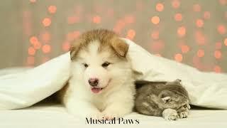 Healing Dog & Cat Music - Calm Your Dog & cat and Help them Have a Sound Sleep with this Music!