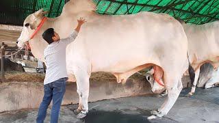 Biggest cow in the world 2020 | Qurbani Eid 2020 | Gabtoli gorur haat 2020 big cow in dhaka