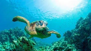 SEA TURTLES: Threatened by rising temperatures | Oceana