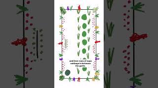 My Favorite Cool Season Planting Plan #gardenary #gardening #plantingplan