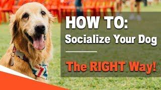 How to Socialize Your Dog - The RIGHT Way