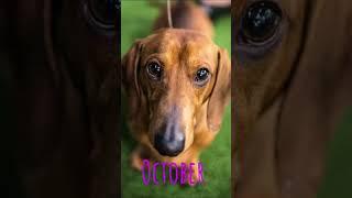 your dog your birth month! #dog #cute