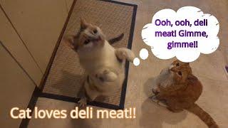 Our Cat Rey the food bandit LOVES deli meat!!