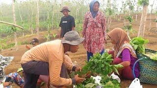 ALHAMDULILLAH ARIS MANIS|| JUALAN BIBIT CABAI DI HUTAN