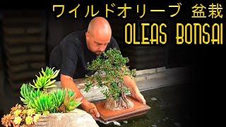 Olea Europaea - Olive Tree Bonsai ワイルドオリーブ 盆栽