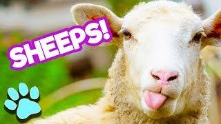 Sheep Being Sheepish! | Funny Sheep Compilation | #thatpetlife