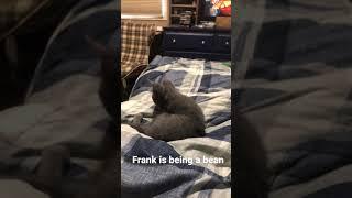 Frank being Frank 2