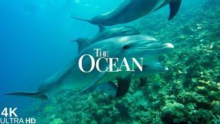 The Ocean Adventure 4K HD - Breathtaking Wildlife Film #theocean #adventure #4k #oceanlife #nature